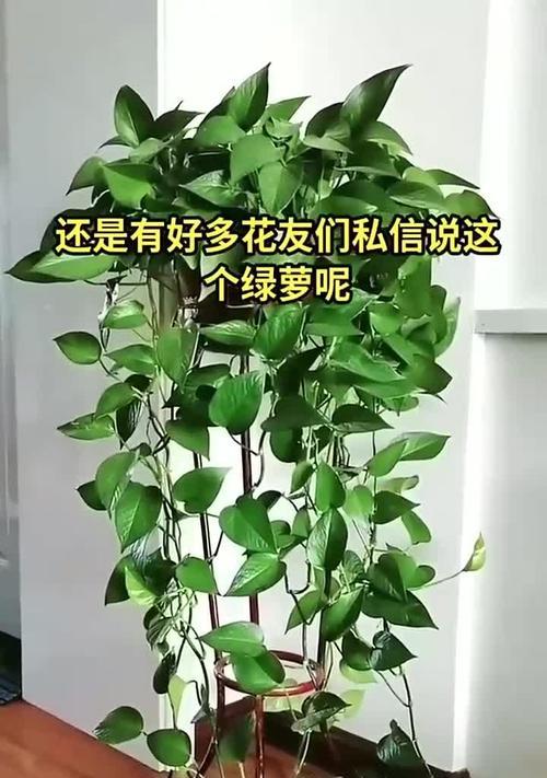 如何救治打蔫的绿萝（营养、水分、温度三步走）-第2张图片-绿意生活