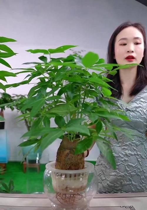 水培发财树的施肥技巧（了解发财树施肥的关键，打造繁茂生长）-第1张图片-绿意生活