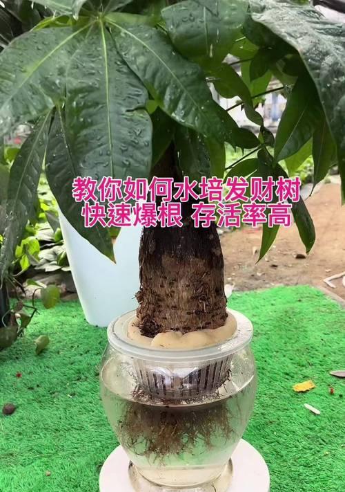 水培发财树的施肥技巧（了解发财树施肥的关键，打造繁茂生长）-第2张图片-绿意生活