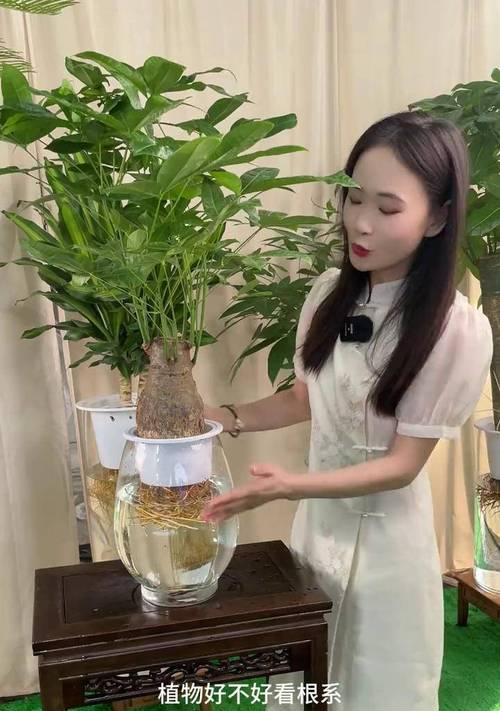 水培发财树的施肥技巧（了解发财树施肥的关键，打造繁茂生长）-第3张图片-绿意生活