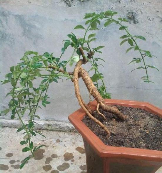 牡丹花修剪枝叶的技巧与方法（打造精致庭园的秘诀，牡丹修剪全攻略）-第2张图片-绿意生活