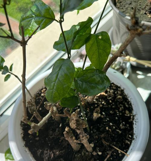 茉莉掉叶子的原因及解决方法（茉莉掉叶子的表象、常见原因和有效解决方法）-第1张图片-绿意生活