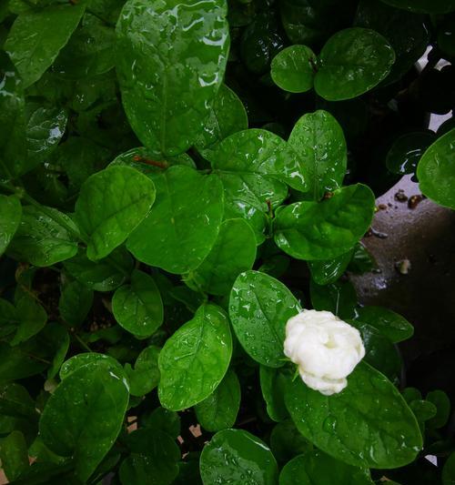 茉莉掉叶子的原因及解决方法（茉莉掉叶子的表象、常见原因和有效解决方法）-第2张图片-绿意生活