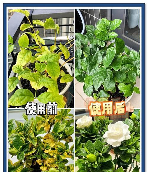 茉莉掉叶子的原因及解决方法（茉莉掉叶子的表象、常见原因和有效解决方法）-第3张图片-绿意生活