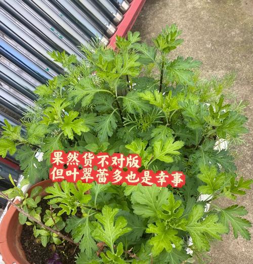 盆景菊花的种植方法（打造美丽的盆景花园，享受花草带来的宁静与欢乐）-第2张图片-绿意生活