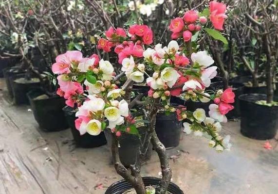 室内养殖木瓜海棠的必知指南（木瓜海棠的室内种植技巧和注意事项）-第2张图片-绿意生活