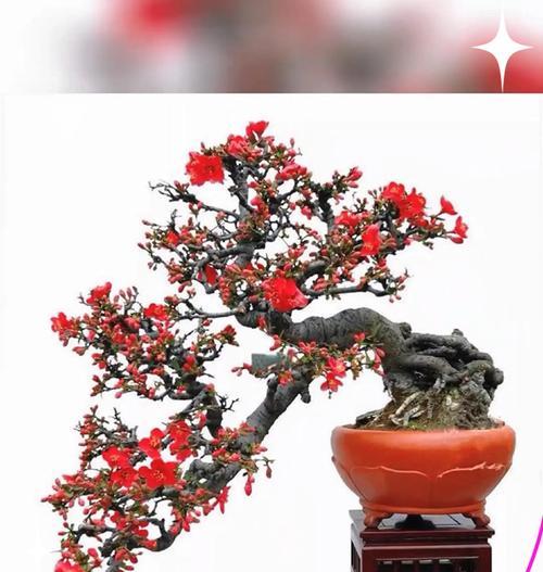 室内养殖木瓜海棠的必知指南（木瓜海棠的室内种植技巧和注意事项）-第3张图片-绿意生活
