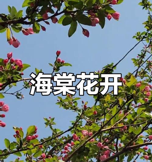 鹿角海棠的养护之阳光需求（探究鹿角海棠生长的阳光需求及其养护方法）-第1张图片-绿意生活