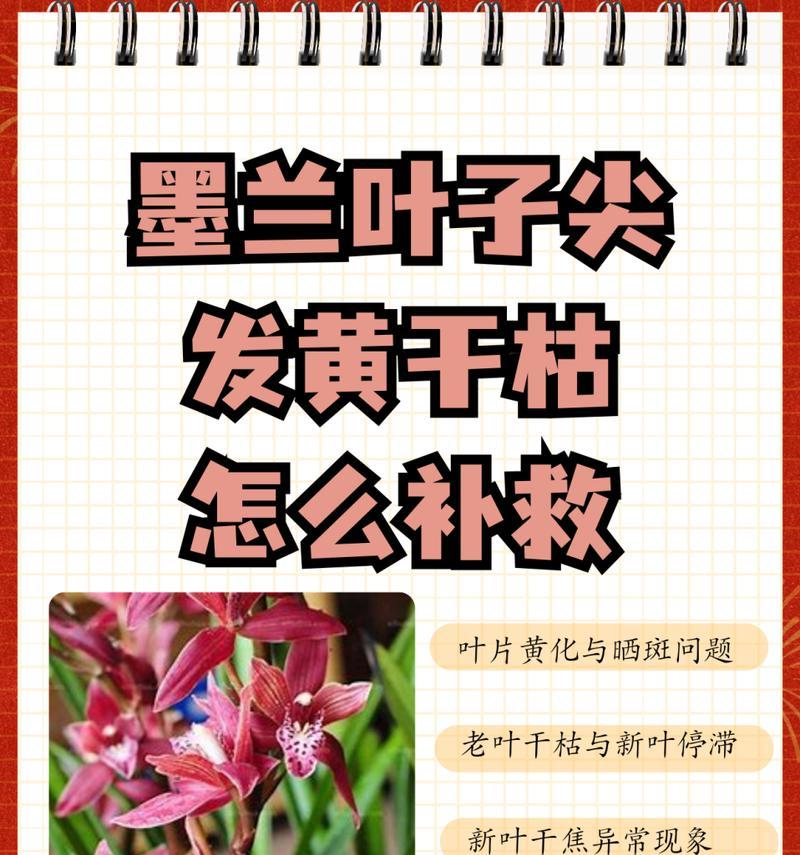 珍珠梅叶子干枯了怎么补救？（有效方法与注意事项，保护您的珍珠梅）-第1张图片-绿意生活