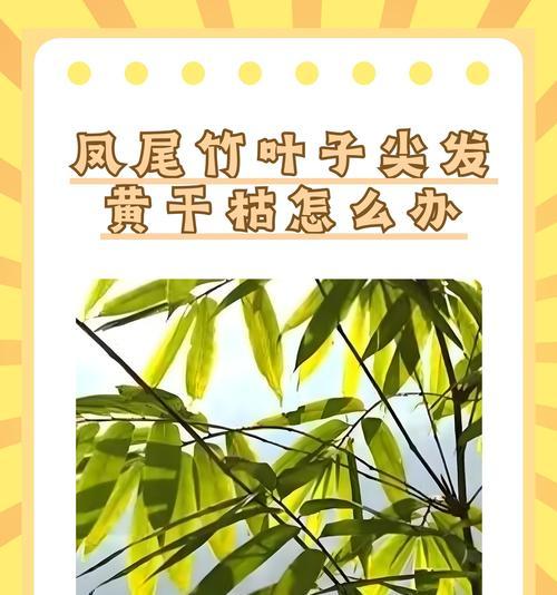 珍珠梅叶子干枯了怎么补救？（有效方法与注意事项，保护您的珍珠梅）-第2张图片-绿意生活