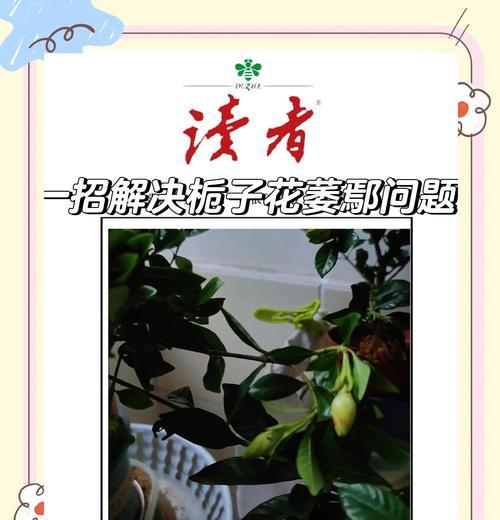珍珠梅叶子干枯了怎么补救？（有效方法与注意事项，保护您的珍珠梅）-第3张图片-绿意生活