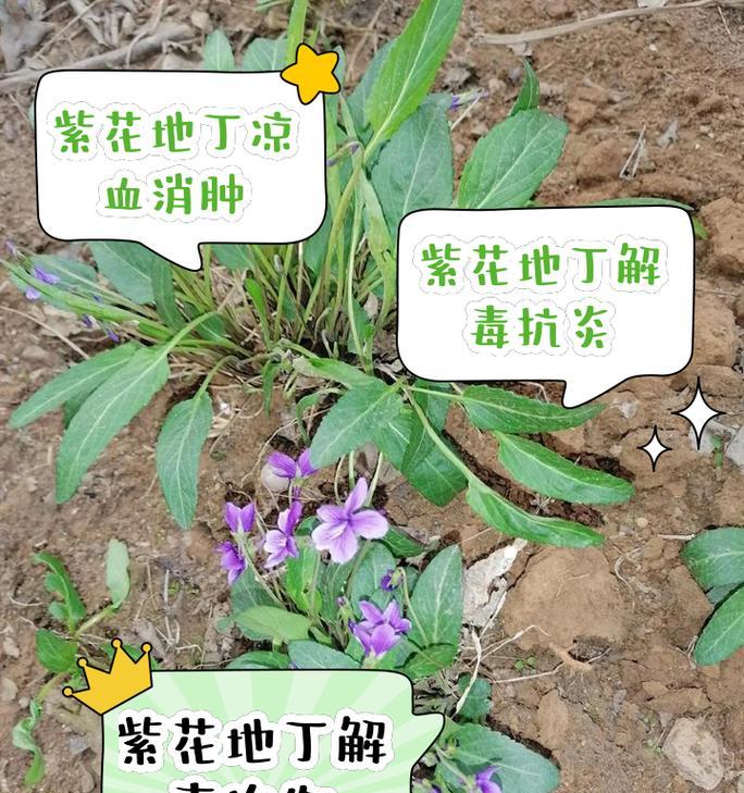 紫花地丁的种植技巧（掌握紫花地丁的生长要领，打造美丽花园）-第2张图片-绿意生活