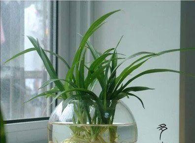 以水养植物的养护技巧（水培养植秘籍揭秘，打造绿色家园）-第2张图片-绿意生活