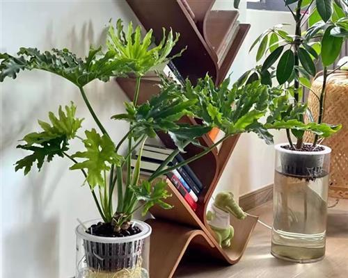 以水养植物的养护技巧（水培养植秘籍揭秘，打造绿色家园）-第1张图片-绿意生活