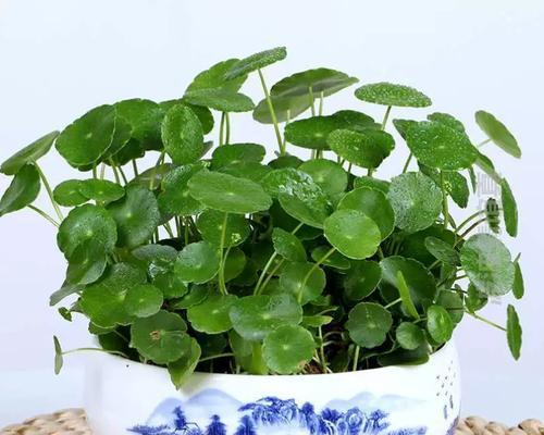 以水养植物的养护技巧（水培养植秘籍揭秘，打造绿色家园）-第3张图片-绿意生活