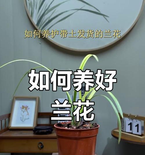 打造美丽花坛，掌握卉兰花的养护要点（学习养护技巧，让卉兰花绽放芬芳）-第1张图片-绿意生活