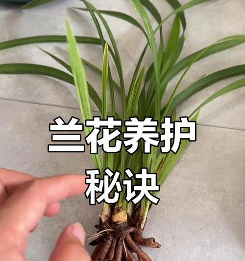 打造美丽花坛，掌握卉兰花的养护要点（学习养护技巧，让卉兰花绽放芬芳）-第2张图片-绿意生活