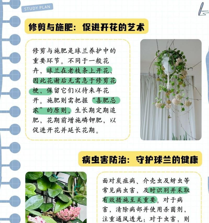 打造美丽花坛，掌握卉兰花的养护要点（学习养护技巧，让卉兰花绽放芬芳）-第3张图片-绿意生活