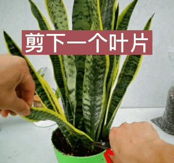 虎皮兰的繁殖技巧（掌握关键步骤，轻松繁衍虎皮兰之美）-第2张图片-绿意生活