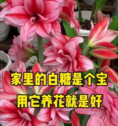 盆景花的养殖技巧（打造美丽室内景观，享受花草带来的舒适）-第3张图片-绿意生活