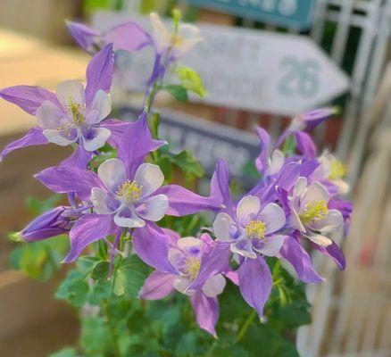 盆景花的养殖技巧（打造美丽室内景观，享受花草带来的舒适）-第2张图片-绿意生活