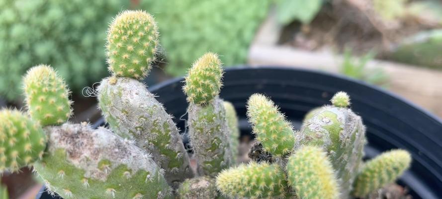 以黄毛掌怎么养才会开花？（培养黄毛掌开花的关键技巧）-第2张图片-绿意生活