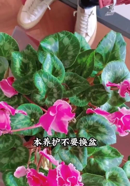 冬天的仙客来养殖方法（打造温暖冬日的花海）-第1张图片-绿意生活