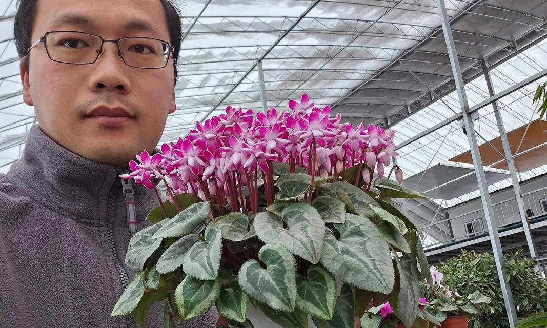 冬天的仙客来养殖方法（打造温暖冬日的花海）-第2张图片-绿意生活