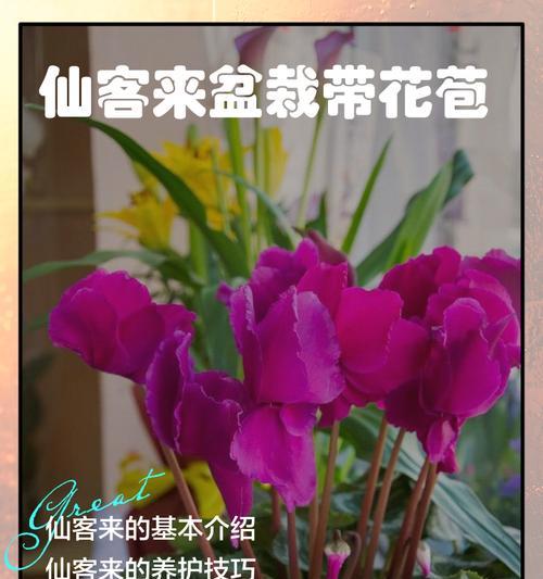 冬天的仙客来养殖方法（打造温暖冬日的花海）-第3张图片-绿意生活
