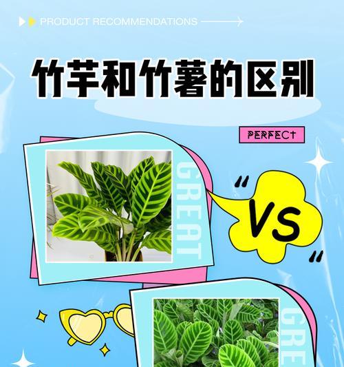 孔雀竹芋的繁殖方法及注意事项（多肉植物新手也能轻松操作，掌握让你省心省力）-第1张图片-绿意生活