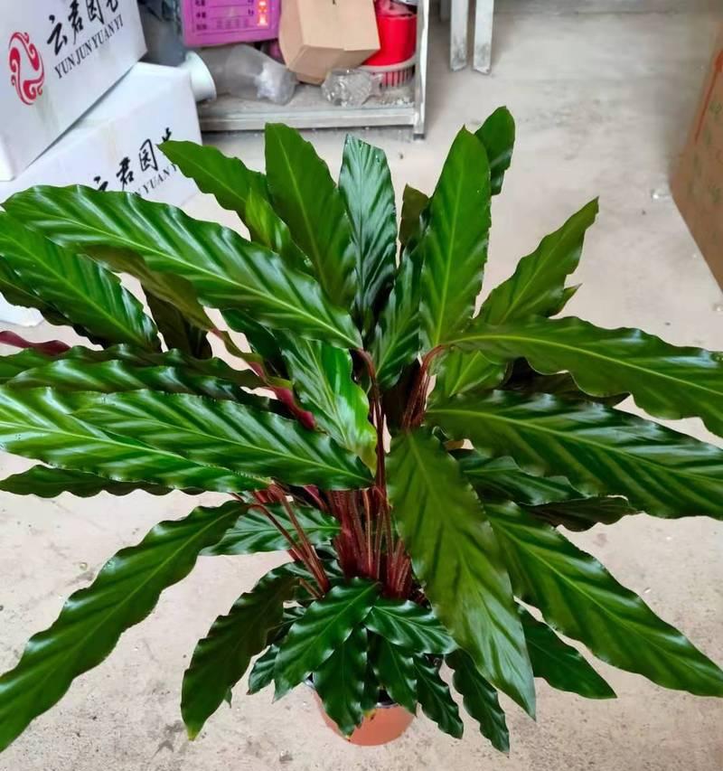 孔雀竹芋的繁殖方法及注意事项（多肉植物新手也能轻松操作，掌握让你省心省力）-第2张图片-绿意生活