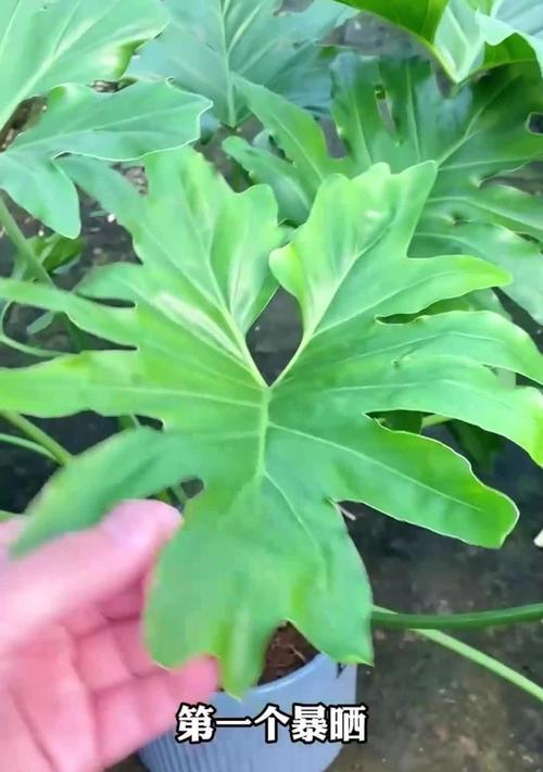 孔雀竹芋的繁殖方法及注意事项（多肉植物新手也能轻松操作，掌握让你省心省力）-第3张图片-绿意生活