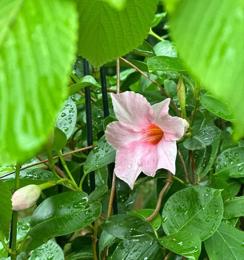 打造繁花似锦的美丽盆景——以飘香藤怎么养（通过科学方法让飘香藤生机盎然、花香四溢）-第1张图片-绿意生活