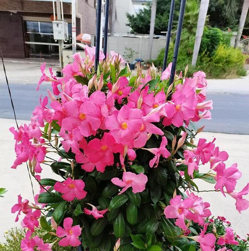 打造繁花似锦的美丽盆景——以飘香藤怎么养（通过科学方法让飘香藤生机盎然、花香四溢）-第3张图片-绿意生活