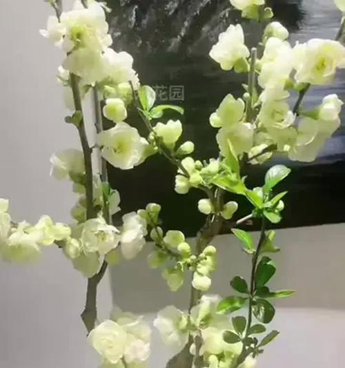 四季海棠养殖全攻略（从选种到病虫害防治，打造美丽庭院的秘诀）-第3张图片-绿意生活