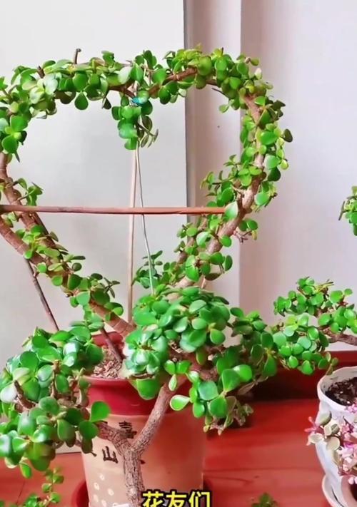 花草修剪技巧（以花如何修剪枝叶，打造精致庭院景观）-第1张图片-绿意生活