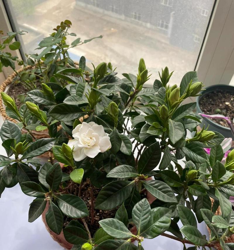 花草修剪技巧（以花如何修剪枝叶，打造精致庭院景观）-第2张图片-绿意生活