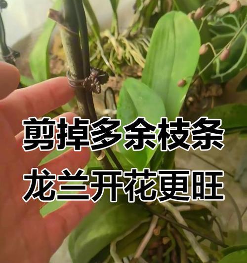 花草修剪技巧（以花如何修剪枝叶，打造精致庭院景观）-第3张图片-绿意生活