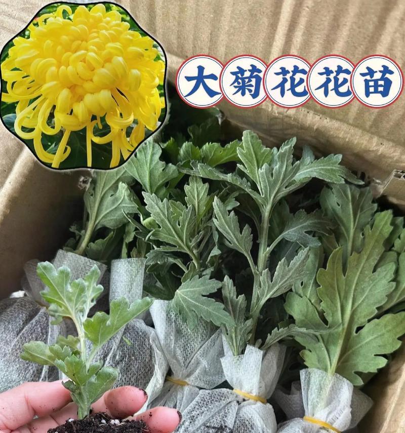 菊花种植指南（掌握菊花种植的方法和技巧，打造美丽花园）-第1张图片-绿意生活
