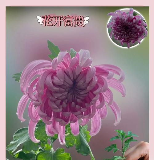 菊花种植指南（掌握菊花种植的方法和技巧，打造美丽花园）-第2张图片-绿意生活