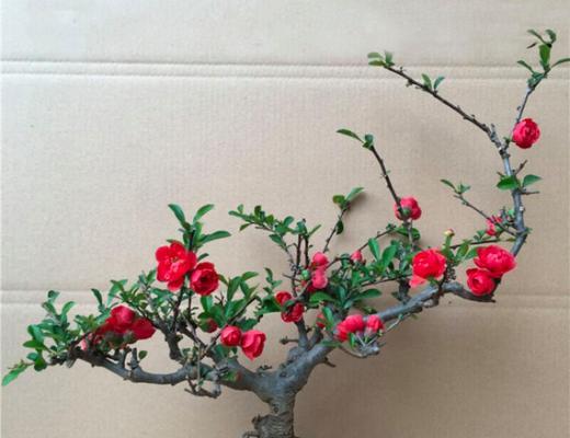海棠的室内养护（掌握这些关键知识，让海棠在室内绽放美丽）-第3张图片-绿意生活