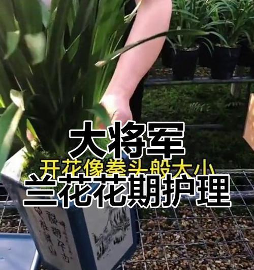 如何正确养护君子兰花-第2张图片-绿意生活