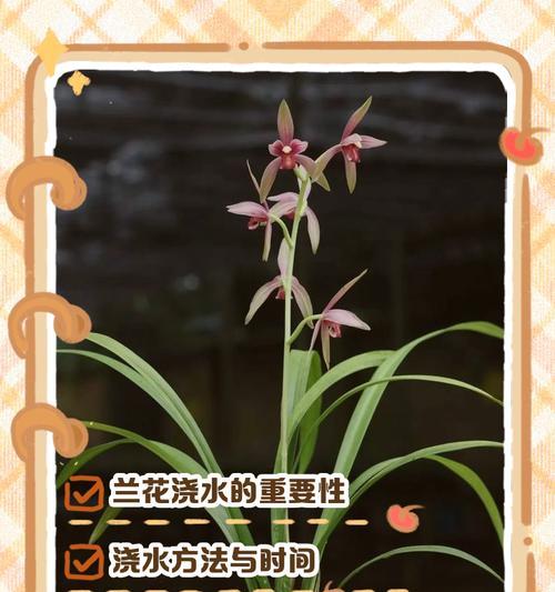 如何正确养护君子兰花-第1张图片-绿意生活