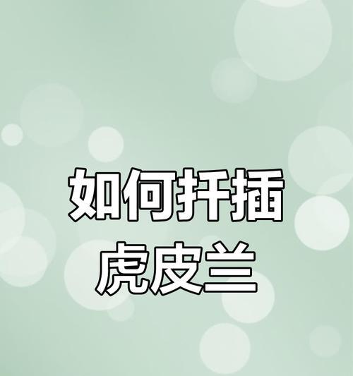 虎皮兰的繁殖方法与注意事项（从种子、插枝到分株，教你轻松繁殖虎皮兰）-第1张图片-绿意生活