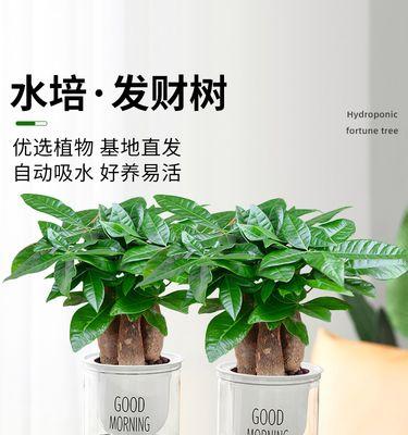 盆景花的养殖方法与技巧（打造室内盆景花的绿意世界）-第2张图片-绿意生活