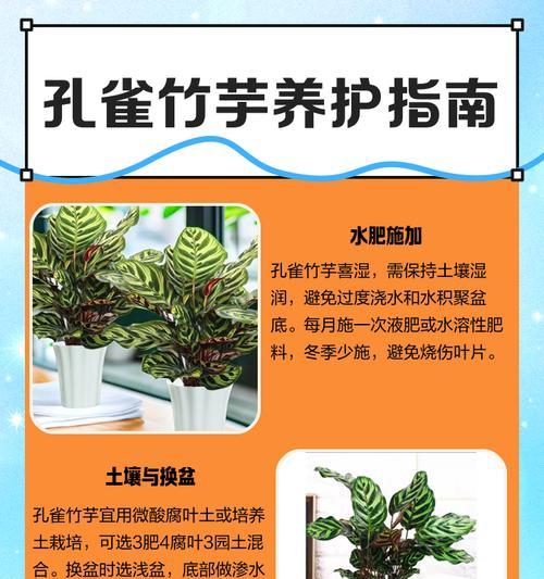 斑叶竹芋繁殖技巧大揭秘（掌握斑叶竹芋繁殖，打造自家绿色花园）-第2张图片-绿意生活