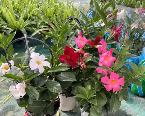 如何让飘香藤开花？（飘香藤养护全攻略，让你的房间充满芬芳）-第1张图片-绿意生活