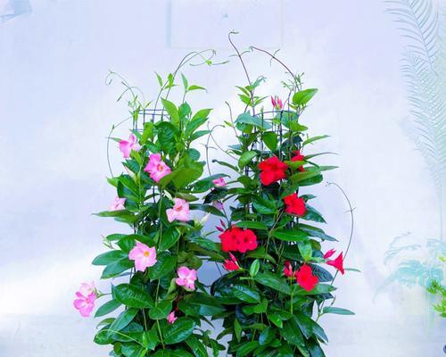 如何让飘香藤开花？（飘香藤养护全攻略，让你的房间充满芬芳）-第3张图片-绿意生活
