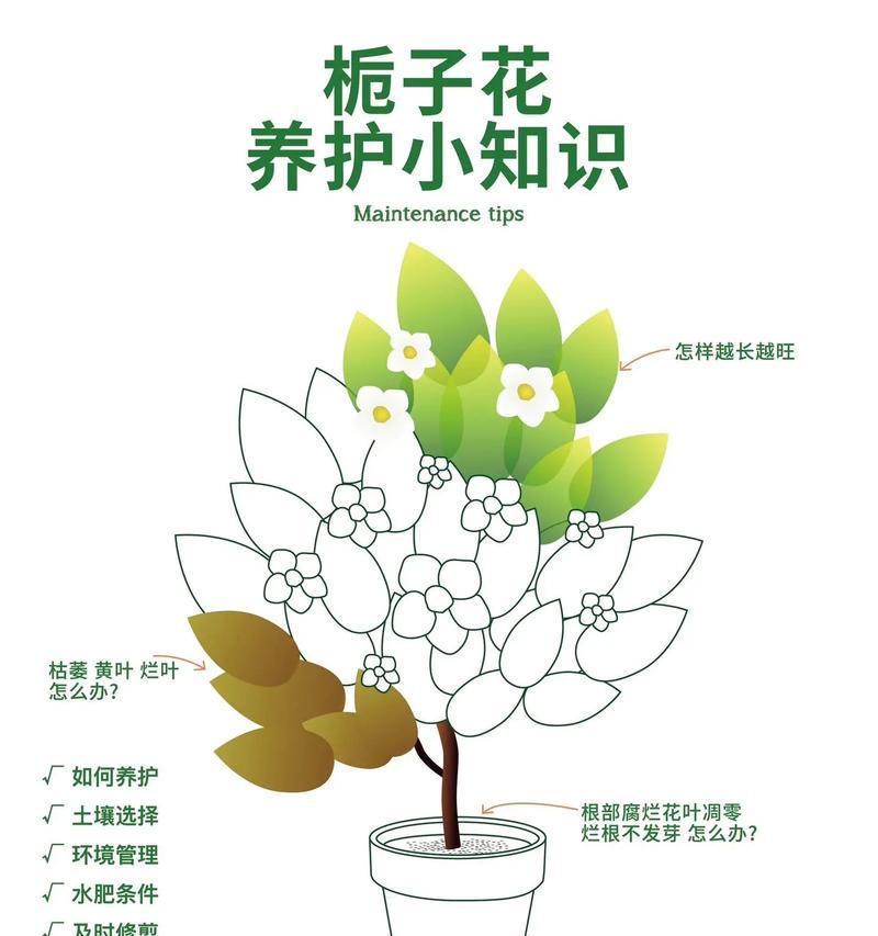 栀子花的扦插技巧与方法（如何通过扦插繁殖栀子花）-第2张图片-绿意生活