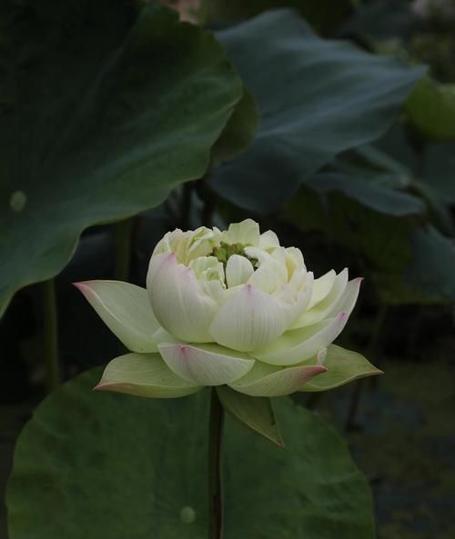 如何养殖荷花莲花（打造美丽水景，从荷花莲花养殖开始）-第1张图片-绿意生活